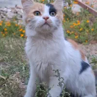 بچه گربه خانگی