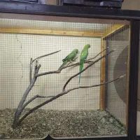 یک جفت ملنگو و هفت عدد عروس هلندی|پرنده|خسروشاه, |دیوار