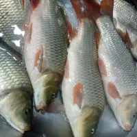 فروش ماهی کپور|ماهی|پاکدشت, پاکدشت (مامازند)|دیوار