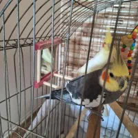 فروش عروس هلندی