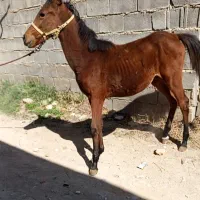 اسب|حیوانات مزرعه|شیراز, کوشک بیدک|دیوار