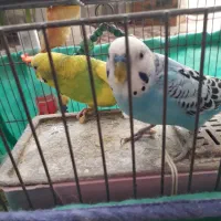 جفت‌مرغ‌عشق‌باتخم|پرنده|سنندج, |دیوار