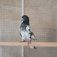 سه عدد کفتر تیدی گردن ماری پاکستانی