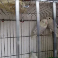 طوطی برزیلی وایت فیس|پرنده|شیراز, محراب|دیوار