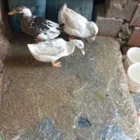 اردک ماده فروشی ۴ عدد شهر فارسان