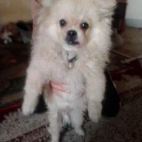 سگ پامرخرسی