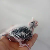 جوجه عروس هلندی