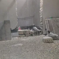 کفتر گراف سرور|پرنده|تربت جام, میان جام|دیوار