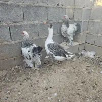 بوقلمون.غاز.برهما|پرنده|شیراز, آزادگان|دیوار