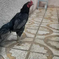 خروس لاری|حیوانات مزرعه|کرج, اکبرآباد|دیوار