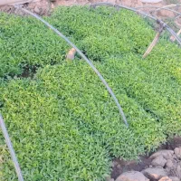 نشای گوجه، بادمجان، فلفل و گل گاو زبان