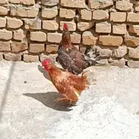 خروس محلی