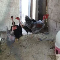 سلام ۴ عدد مرغ وخروس گردن لخت جوان|حیوانات مزرعه|راور, |دیوار