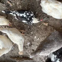 مرغ گلین|حیوانات مزرعه|کرج, شهرک نهال و بذر|دیوار