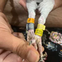 پرنده کبوتر جفت عراق گرفتنی با مهر و سریال