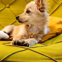 سگ...پامل شیبابا