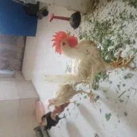 خروس ماشینی