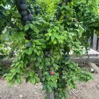 انواع درخت/ مثمر/غیرومثمر/ درخت پایان کارشهرداری|خدمات باغبانی و درختکاری|قلعه نو, |دیوار