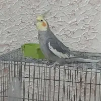 عروس هلندی|پرنده|برخوار, |دیوار