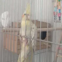 عروس هلندی طوطی|پرنده|محمدشهر, محمدشهر|دیوار