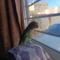 طوطی کوتوله دستی