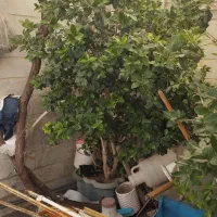 گل باغچه