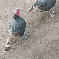 بوقلمون نر وماده گوشتی محلی|حیوانات مزرعه|دیواندره, |دیوار