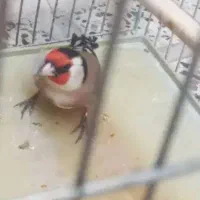 سهره باغی|پرنده|کوهدشت, |دیوار