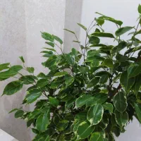 گل بنجامین بسیار زیبا|گل و گیاه طبیعی|بروجن, |دیوار