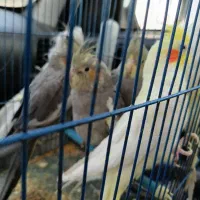 عروس هلندی سرحال|پرنده|شاهدشهر, |دیوار