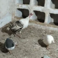 بوقلمون مرغ شاخدار اردک
