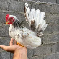 جاپنیز