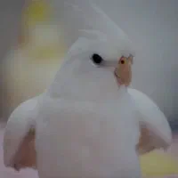 عروس هلندی ماده آلبینو چشم شرابی یک‌ونیم ساله