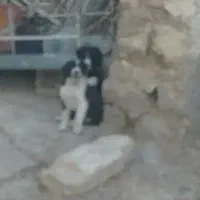 سگ قدرجونی|سگ|زرقان, |دیوار