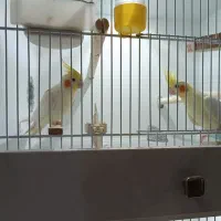 جوجه لوتینو سرحال نیمه رام و یک جفت بالغ لوتینو|پرنده|فومن, |دیوار