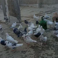 کبوتر|پرنده|پاکدشت, پاکدشت (مامازند)|دیوار