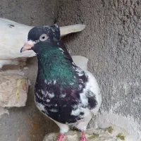 کبوتر|پرنده|مشهد, رستگار|دیوار