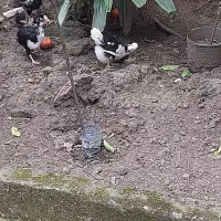 گلین لری نیمچه مرغ خروس اصیل