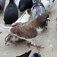 فروش ۳تا کبوتر