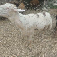 قوچ جوان تیزران