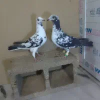 کفتر کبوتر|پرنده|شیراز, سعدیه جنوبی|دیوار