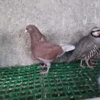 کبوتر کینگ|پرنده|قزوین, |دیوار