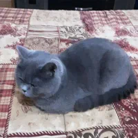 گربه بریتیش short hair