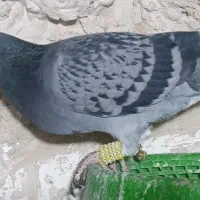 سه تا ماده سبز جوجه سار