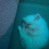 گربه|گربه|تهران, ایرانشهر|دیوار