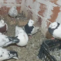 کبوتر طوقی فقط|پرنده|علیآباد کتول, |دیوار