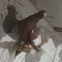 کبوتر میوملنز و شهری