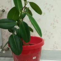 یک عدد گل طبیعی گوش فیلی با گلدان|گل و گیاه طبیعی|سنندج, |دیوار