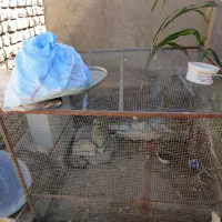 قفس بزرگ|لوازم جانبی حیوانات|خاش, |دیوار