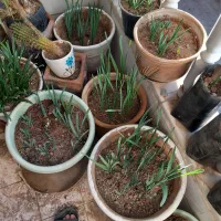 فروش پیاز گل نرگس وگلدان نرگس قبل از گل دادن|گل و گیاه طبیعی|معمولان, |دیوار